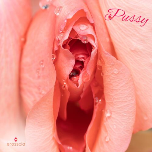 Eine wunderschöne Rose entfaltet sich suggestiv wie eine Vagina, auch Muschi genannt. Erosscia ist Vergnügen neu interpretiert. Lesen Sie den vollständigen Artikel: http://www.erosscia.com/pleasure-pod/